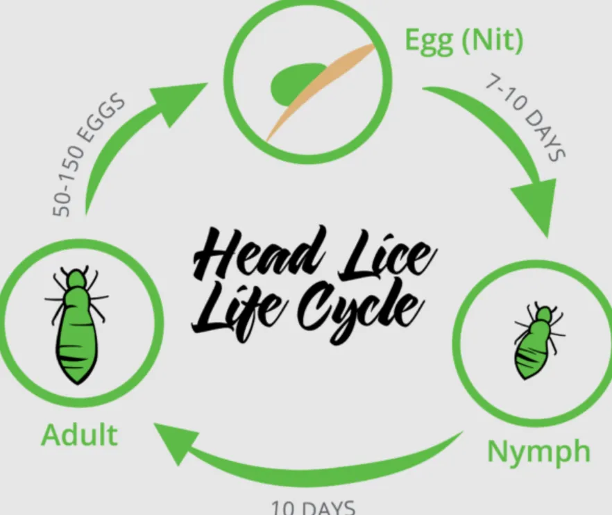 Life Cycle of Head Lice Complete Guide to Eggs, Growth, Treatment & Survival Facts