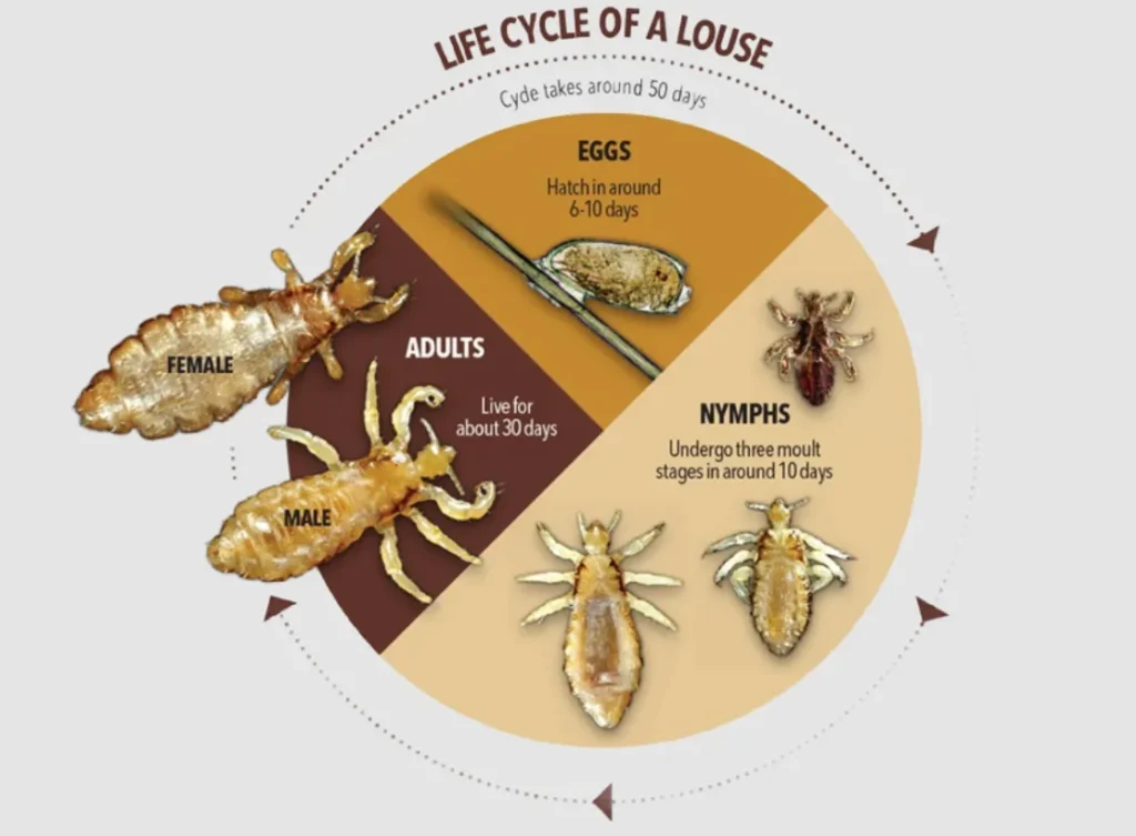 Life Cycle of Head Lice Complete Guide to Eggs, Growth, Treatment & Survival Facts