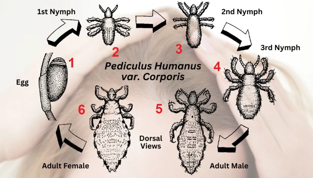 Life Cycle of Head Lice Complete Guide to Eggs, Growth, Treatment & Survival Facts