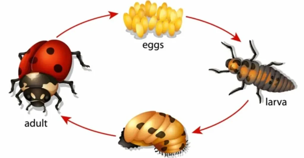 Life Cycle of Ladybugs