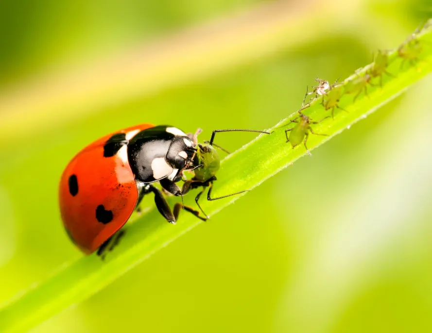 Life Cycle of Ladybugs