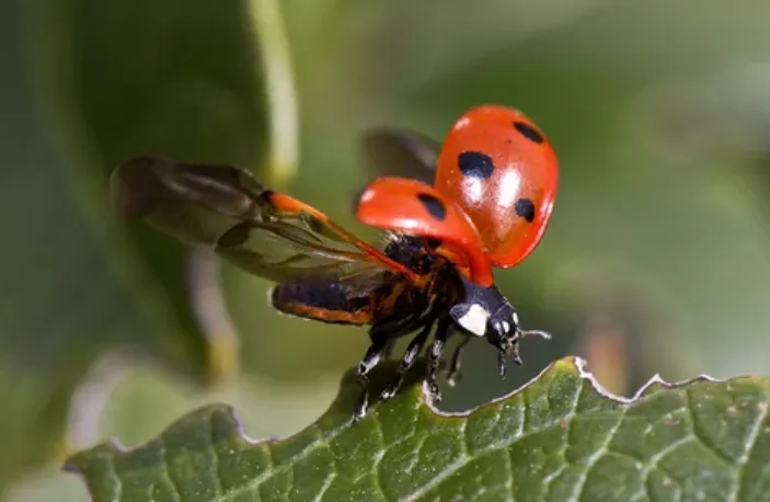 Life Cycle of Ladybugs