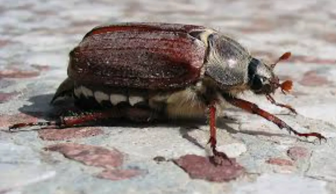 Life Cycle of a Beetle