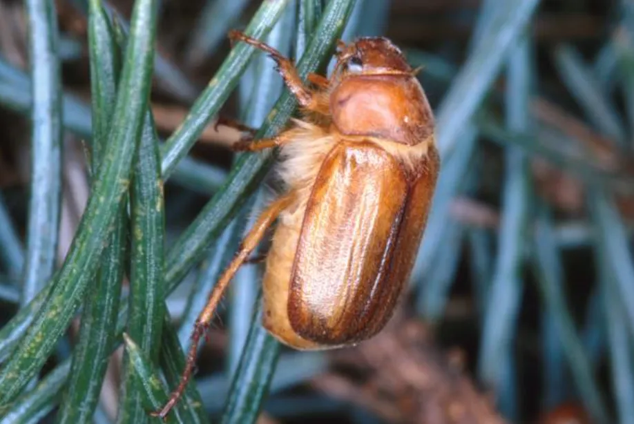 Life Cycle of a Beetle