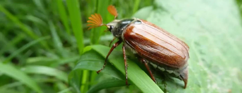 Life Cycle of a Beetle