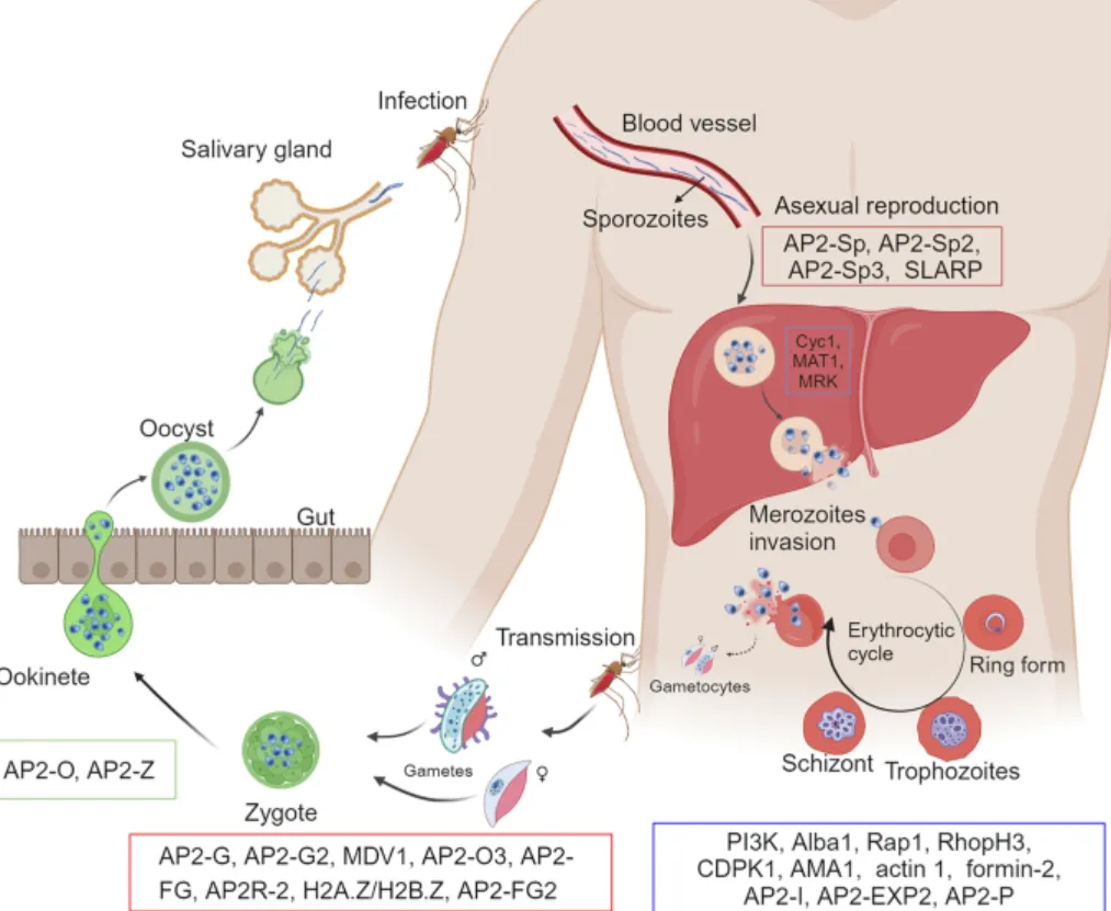 Malaria Life Cycle