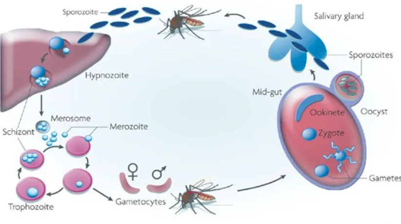 Malaria Life Cycle