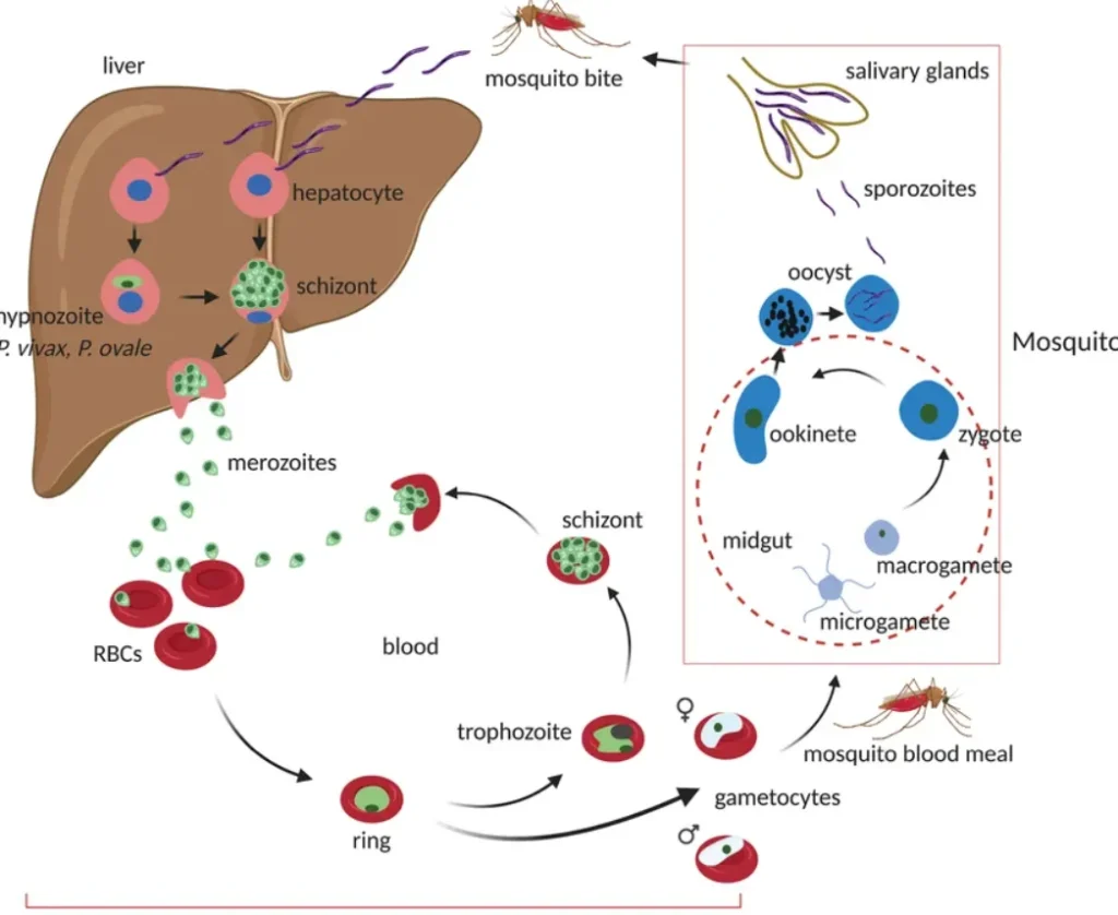 Malaria Life Cycle