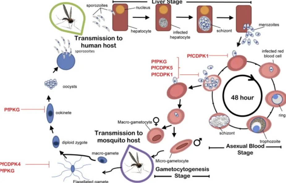 Malaria Life Cycle