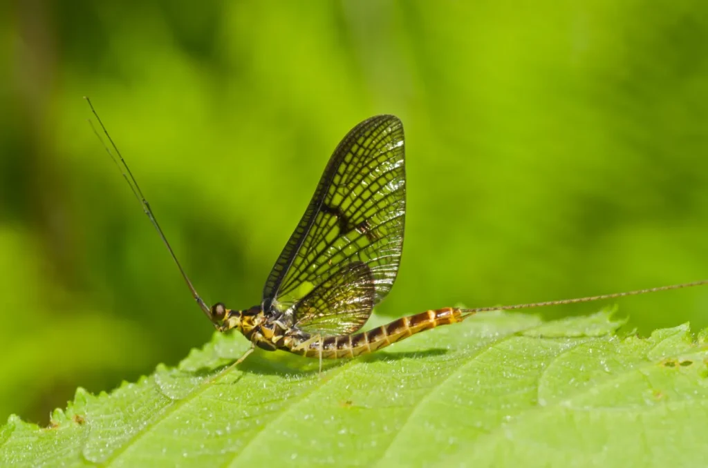 Mayfly Life Cycle