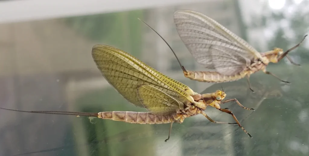 Mayfly Life Cycle