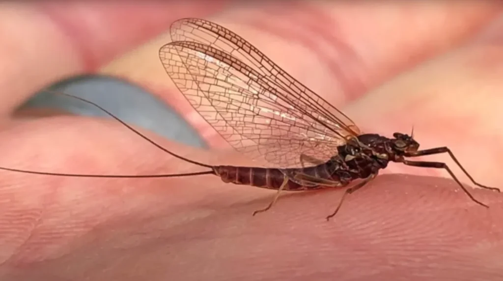 Mayfly Life Cycle