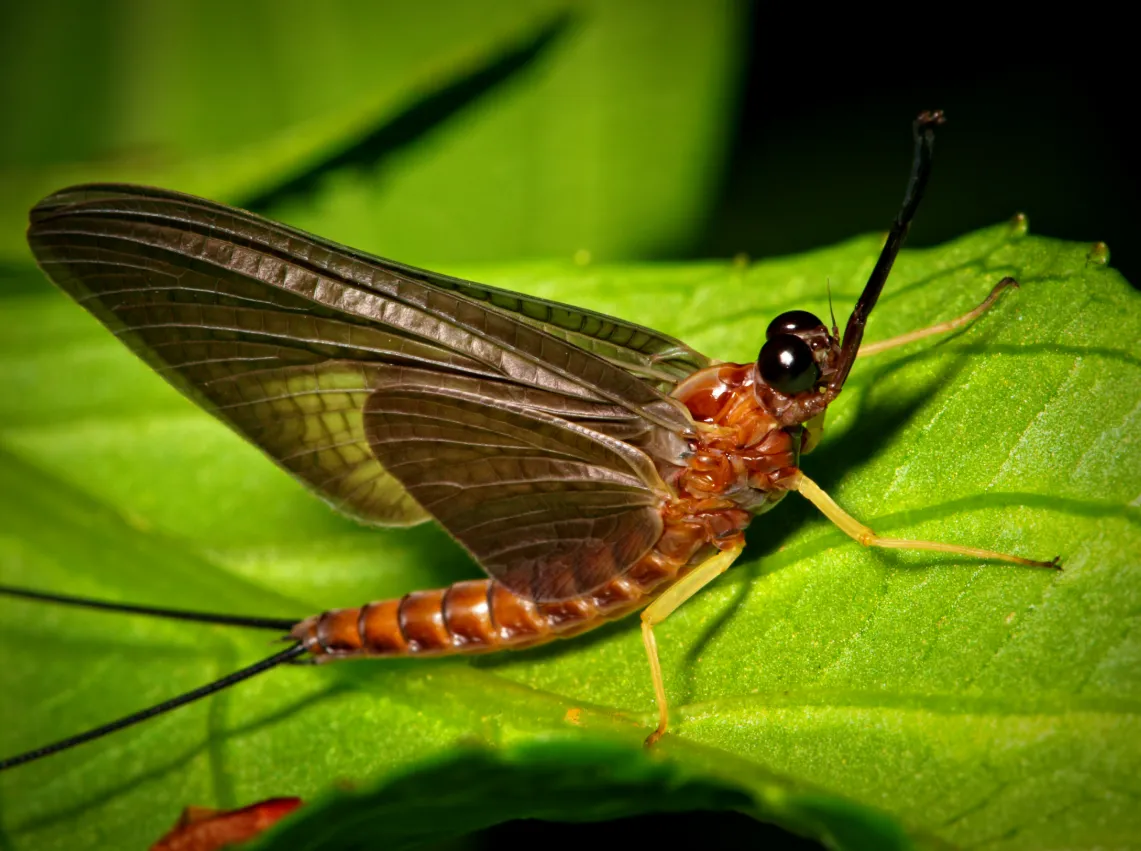 Mayfly Life Cycle