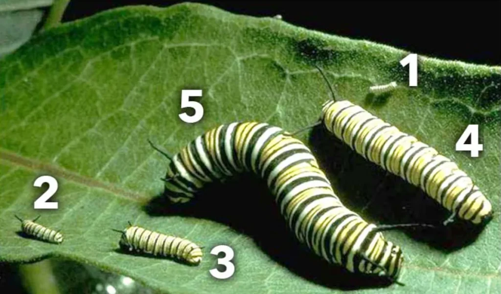 Monarch Life Cycle