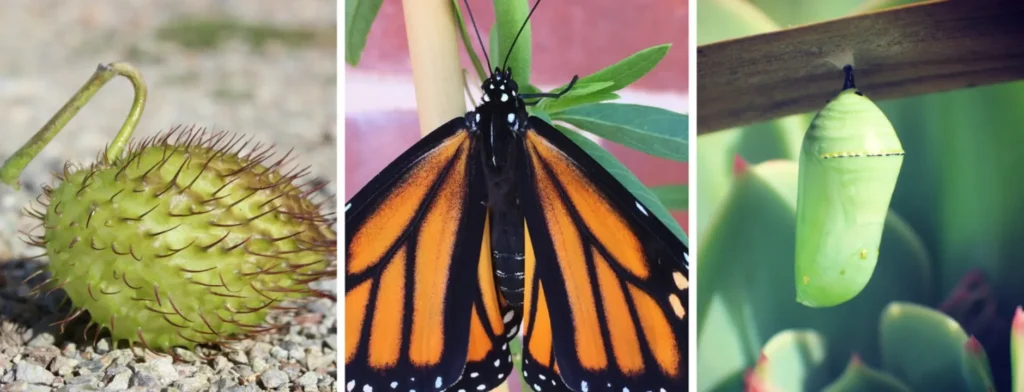 Monarch Life Cycle