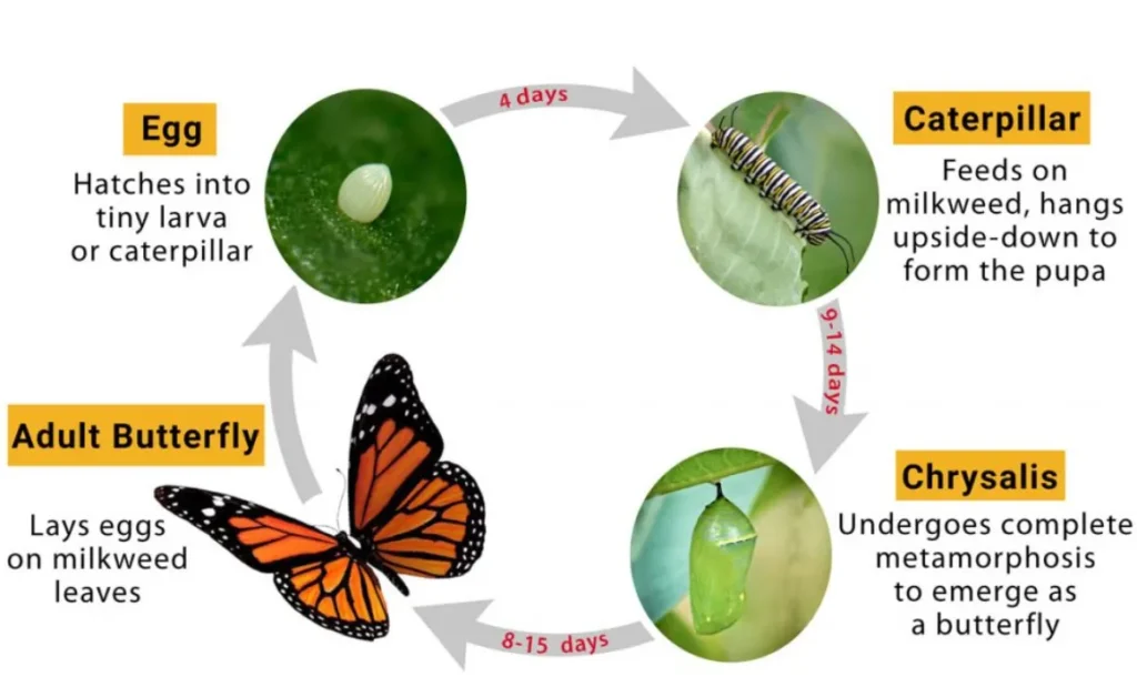 Monarch Life Cycle