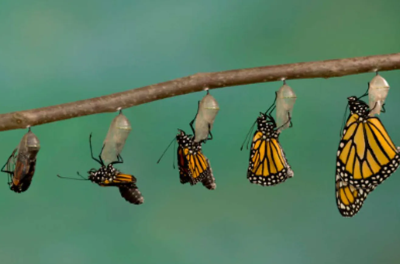 Monarch Life Cycle