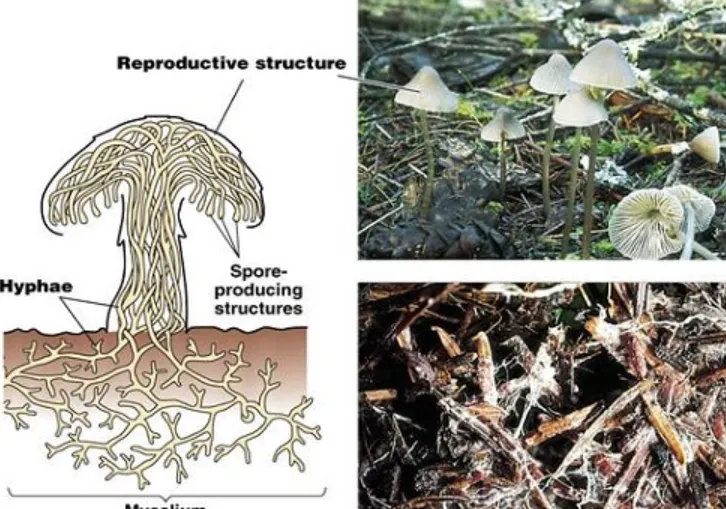 The Complete Life Cycle of Fungi Explained From Spore to Survival Mastery