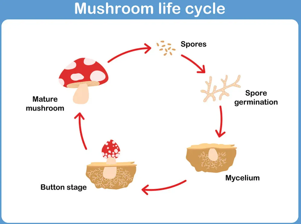 The Complete Life Cycle of Fungi Explained From Spore to Survival Mastery