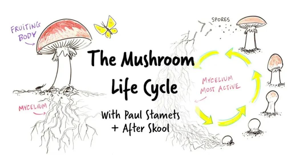 The Complete Life Cycle of Fungi Explained From Spore to Survival Mastery