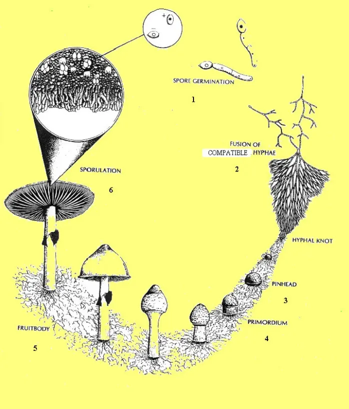 The Complete Life Cycle of Fungi Explained From Spore to Survival Mastery