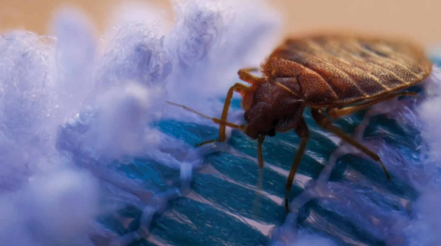 The Complete Life Cycle of a Bed Bug From Eggs to Infestation