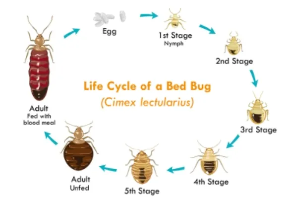 The Complete Life Cycle of a Bed Bug From Eggs to Infestation