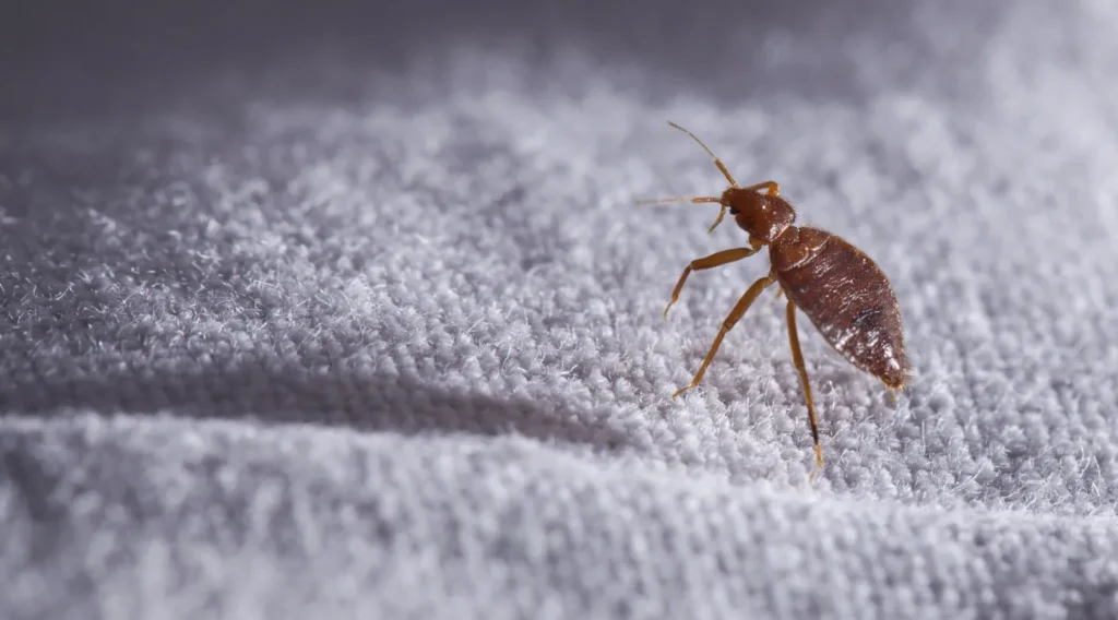 The Complete Life Cycle of a Bed Bug From Eggs to Infestation 