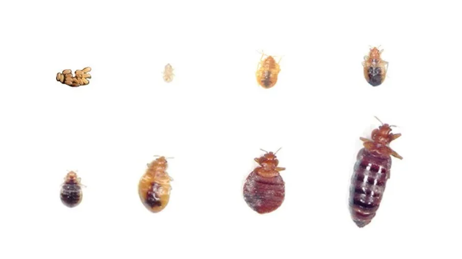 The Complete Life Cycle of a Bed Bug From Eggs to Infestation