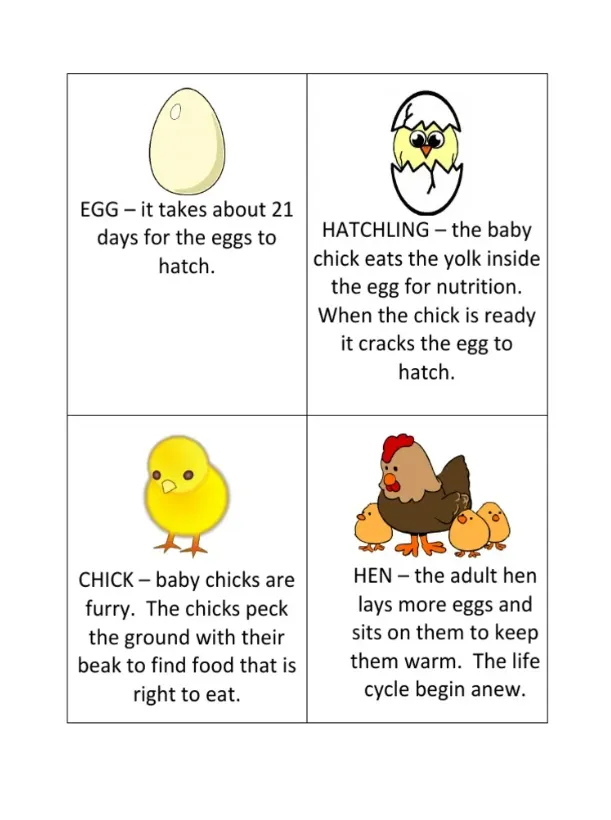 The Complete Life Cycle of a Chick From Golden Egg to Thriving Baby Chick (Ultimate Guide)