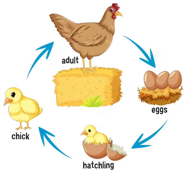 The Complete Life Cycle of a Chick From Golden Egg to Thriving Baby Chick (Ultimate Guide)