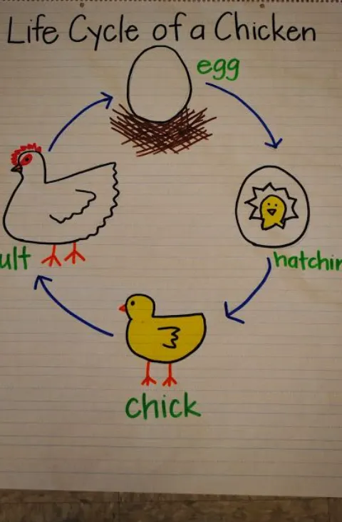 The Complete Life Cycle of a Chick From Golden Egg to Thriving Baby Chick (Ultimate Guide)