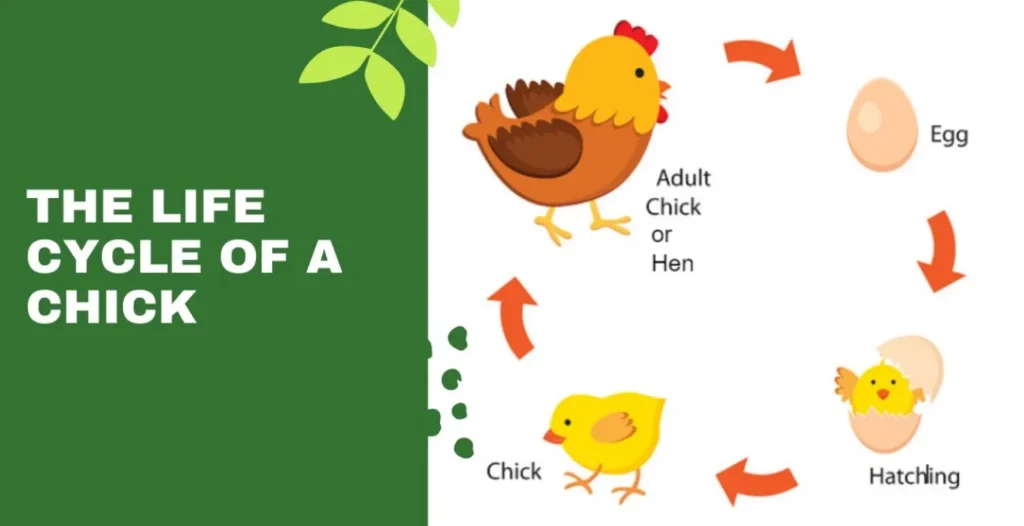 The Complete Life Cycle of a Chick From Golden Egg to Thriving Baby Chick (Ultimate Guide)