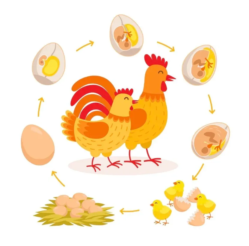 The Complete Life Cycle of a Hen From Egg to Adulthood (Ultimate Guide for 2026)