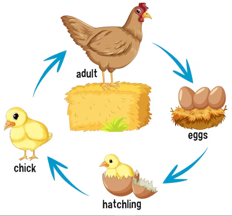 The Complete Life Cycle of a Hen From Egg to Adulthood (Ultimate Guide for 2026)