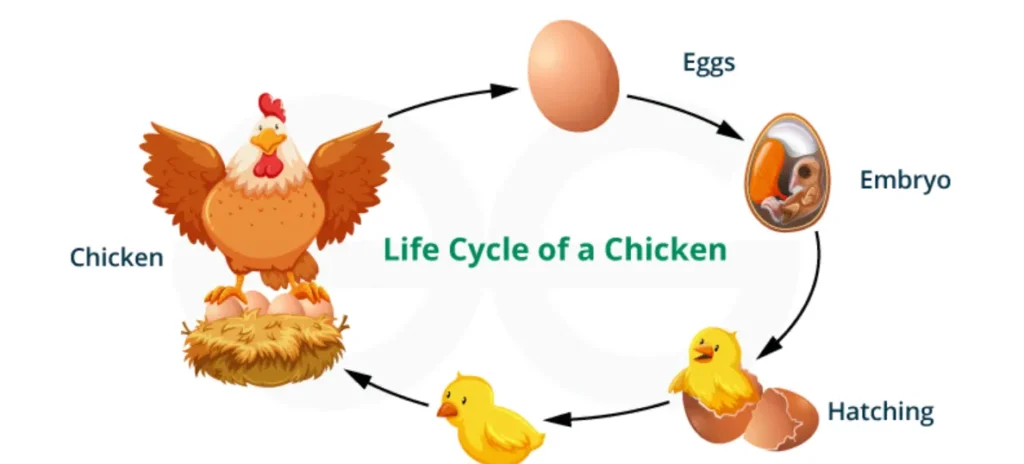 The Complete Life Cycle of a Hen From Egg to Adulthood (Ultimate Guide for 2026)