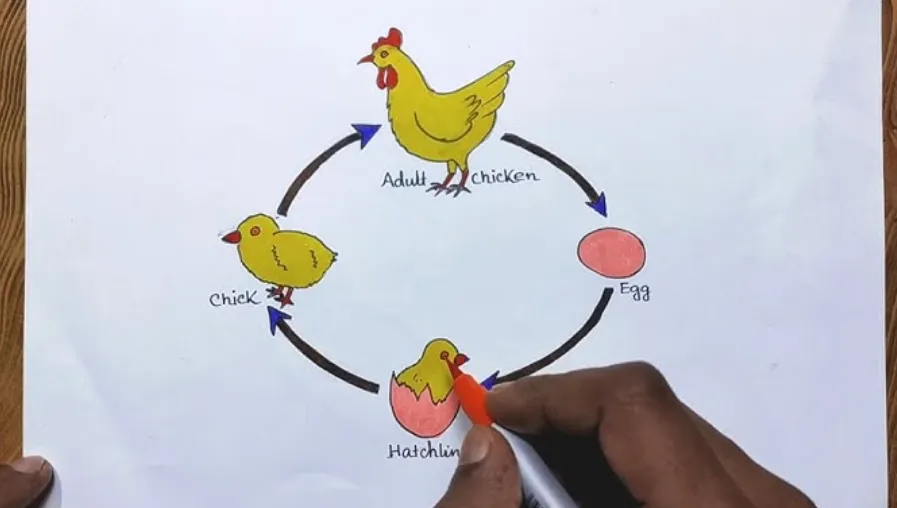 The Complete Life Cycle of a Hen From Egg to Adulthood (Ultimate Guide for 2026)
