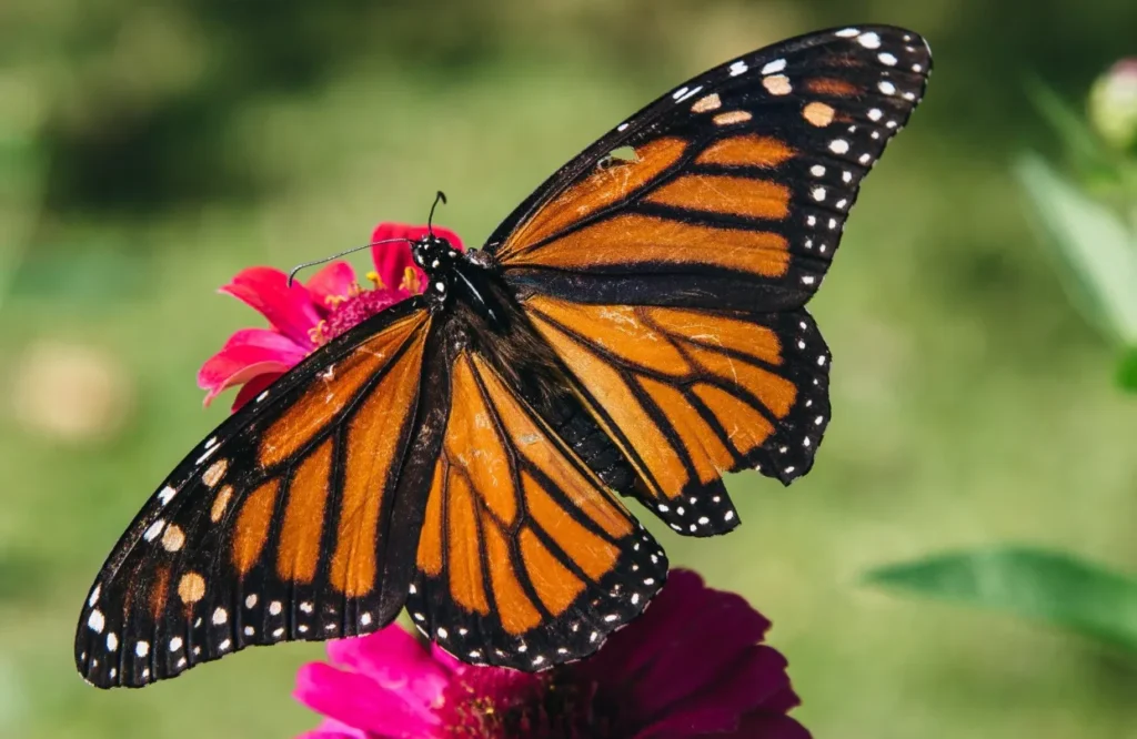 The Complete Life Cycle of a Monarch Butterfly Stages, Survival & Secrets Explained