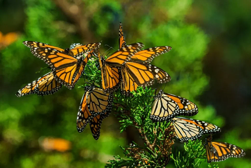 The Complete Life Cycle of a Monarch Butterfly Stages, Survival & Secrets Explained