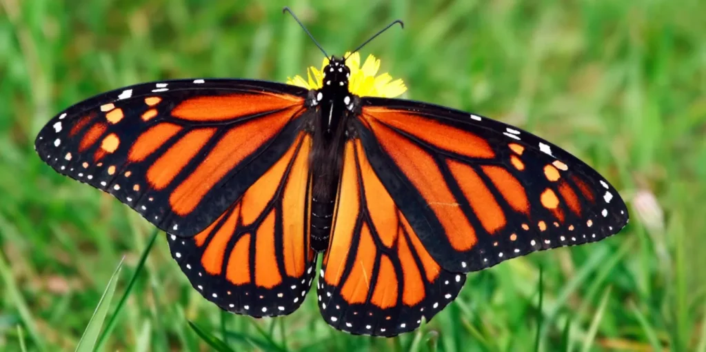 The Complete Life Cycle of a Monarch Butterfly Stages, Survival & Secrets Explained