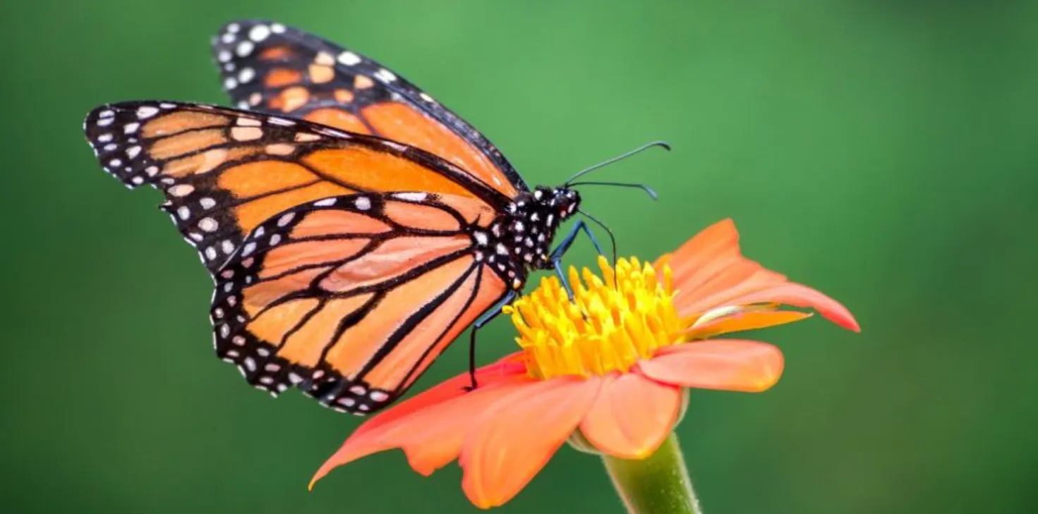The Complete Life Cycle of a Monarch Butterfly Stages, Survival & Secrets Explained