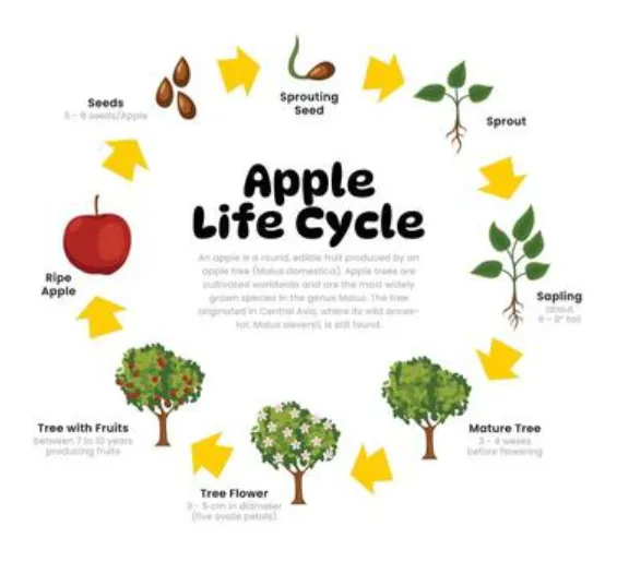 The Complete Life Cycle of an Apple From Seed to Fruit Explained for Beginners & Experts