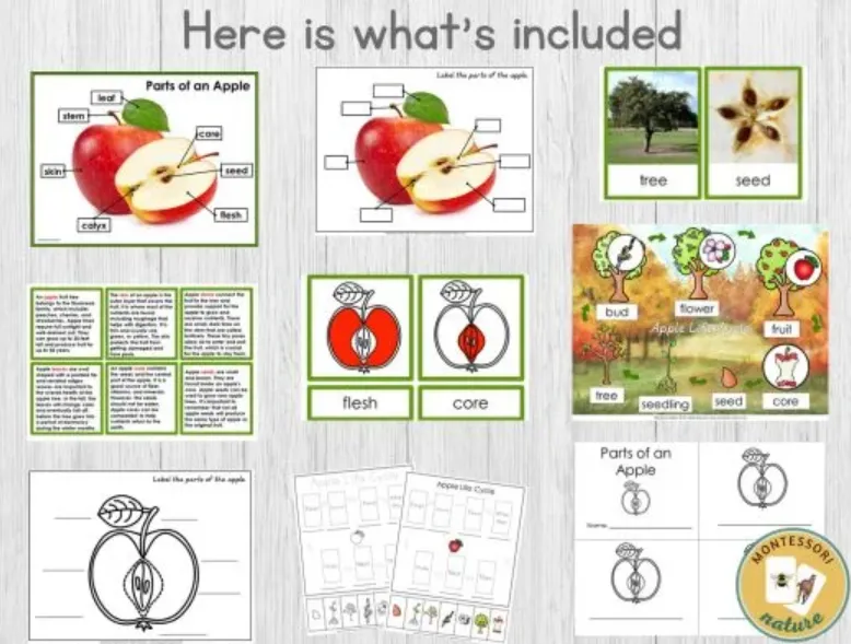 The Complete Life Cycle of an Apple From Seed to Fruit Explained for Beginners & Experts