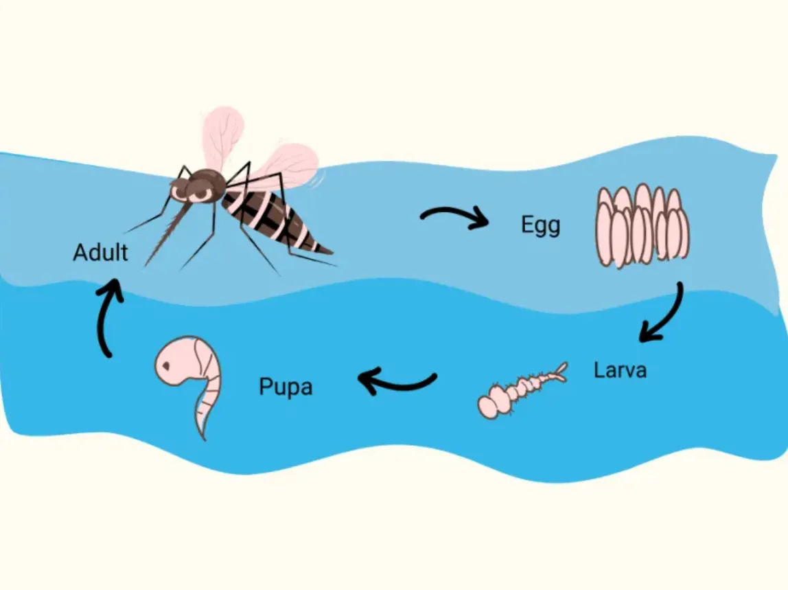 The Complete Life Mosquito Cycle Explained Stages, Survival, and Ecological Importance (2026 Guide)