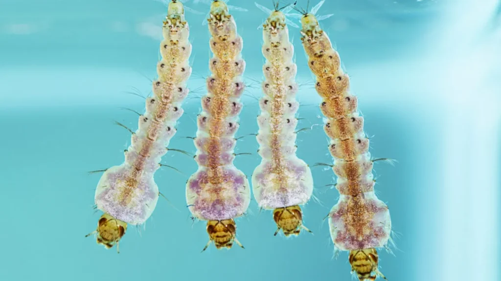 The Complete Life Mosquito Cycle Explained Stages, Survival, and Ecological Importance (2026 Guide)