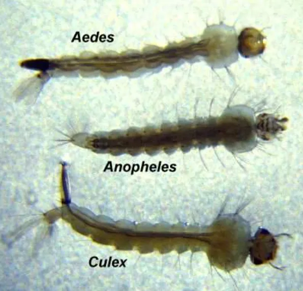 The Complete Life Mosquito Cycle Explained Stages, Survival, and Ecological Importance (2026 Guide)