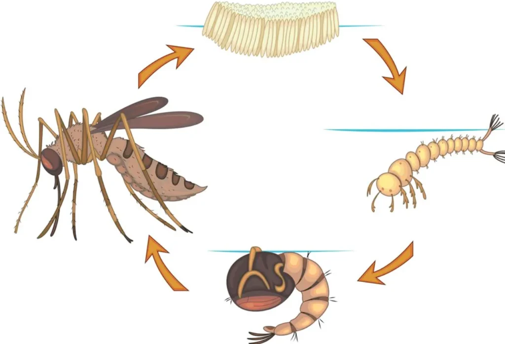 The Complete Life Mosquito Cycle Explained Stages, Survival, and Ecological Importance (2026 Guide)