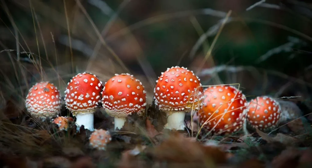 The Fascinating Life Cycle of Mushrooms From Spore to Fruit
