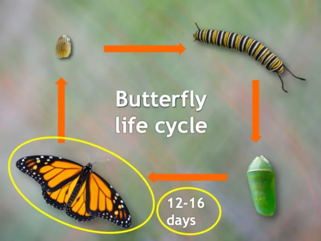 Life Cycle of the Monarch Butterfly