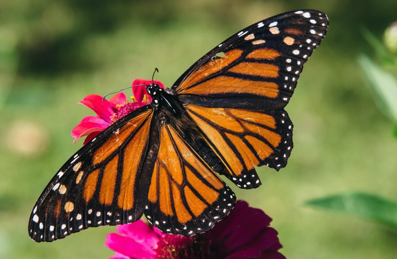 Life Cycle of the Monarch Butterfly